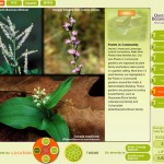 Detailed information about the plants in the garden.